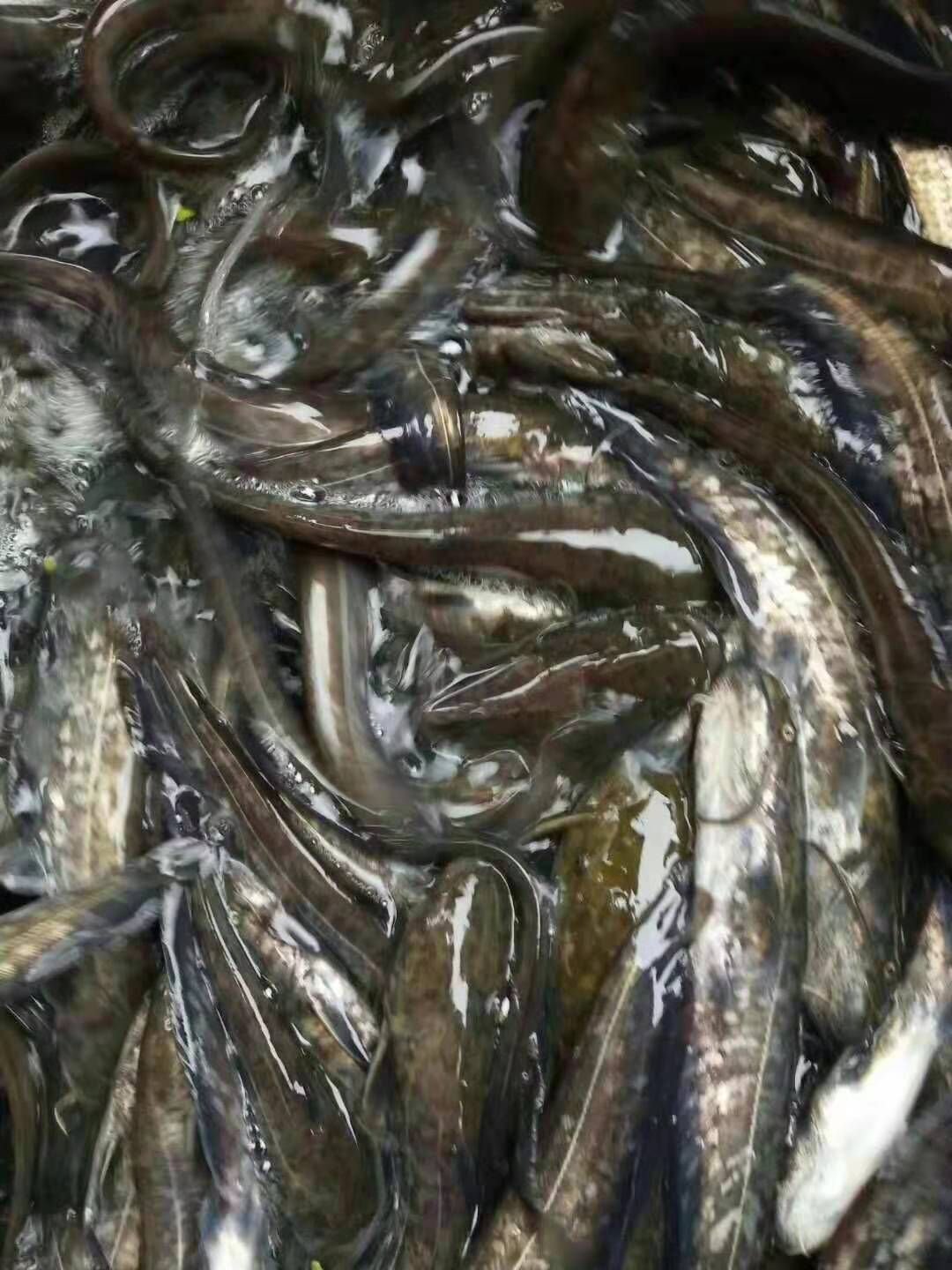 大口鲶鱼苗，大量出售，欢迎来电咨询