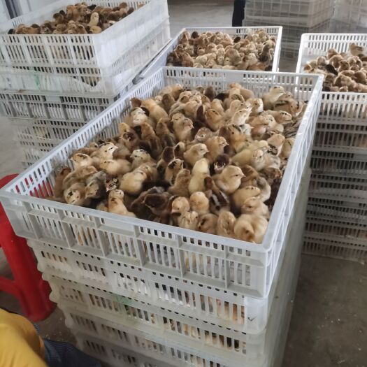 淮南草鸡苗 统货