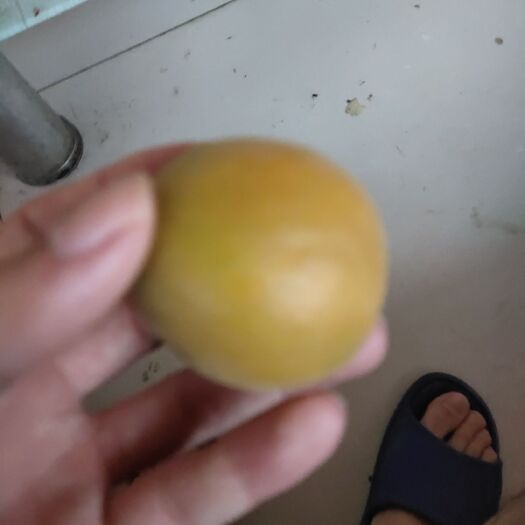 蒙阴县金太阳杏 金太阳