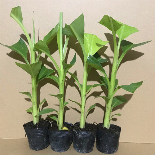 中蕉9号香蕉苗粉蕉苗皇帝蕉苗南方果树苗 地栽盆栽阳台庭院种植