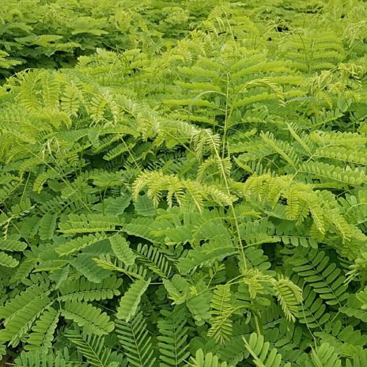  凤凰木 优质量现货