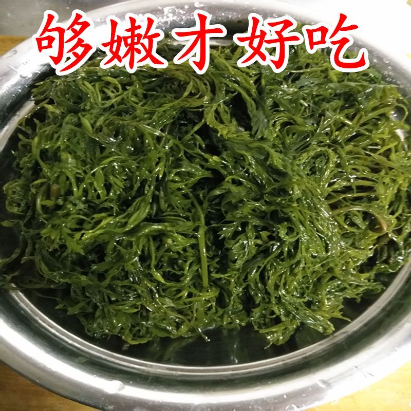  5斤新鲜盐渍马尾藻海藻海草谷穗龙须菜长寿菜包邮