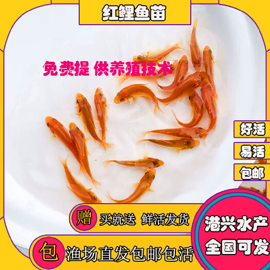 清远 [新品上市]红鲤鱼苗 鲜活水产 基地直供 量大从优