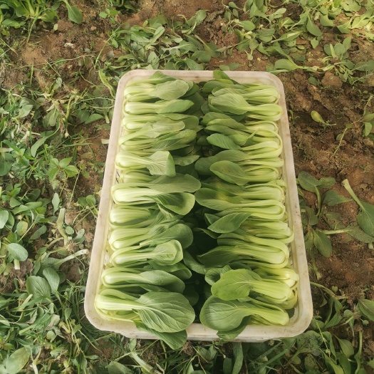 曹县 上海青小油菜绿梗小青菜