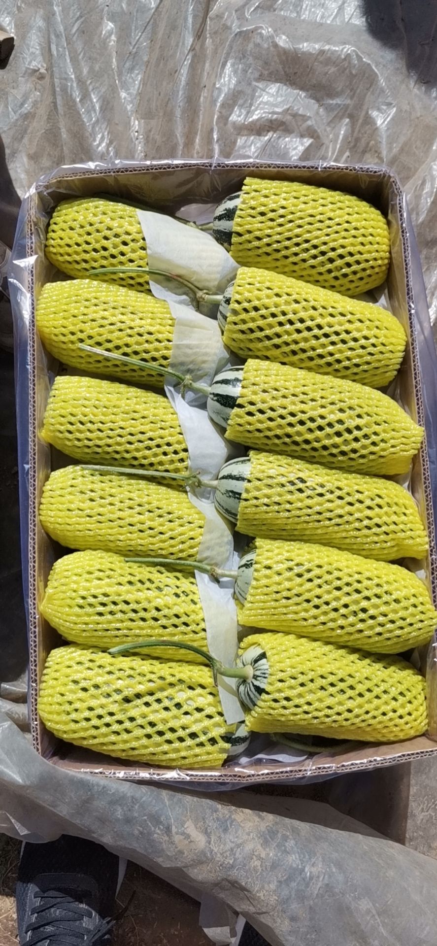 博洋9号甜瓜 精品博洋九
