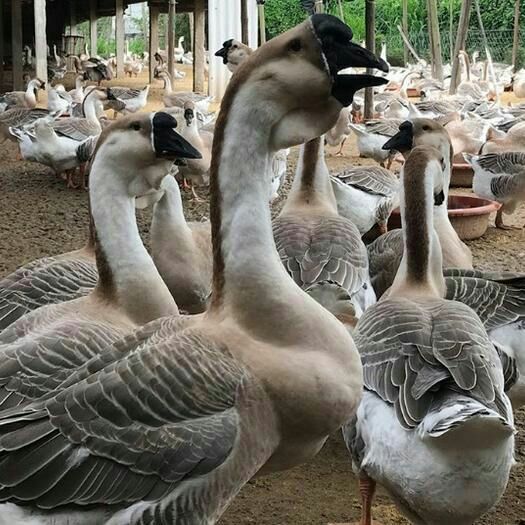  狮头鹅苗  大种狮头鹅苗