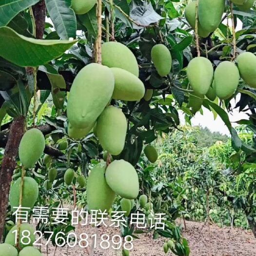 新芒果上市了，