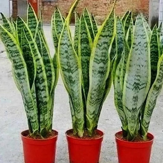 虎皮兰 兰金边虎兰黑虎兰花卉绿植