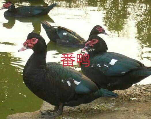 遵义 黑番鸭苗