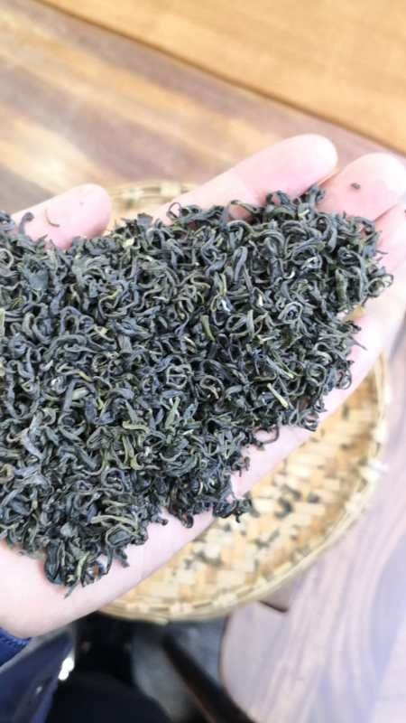 万源市雀舌 1-2年