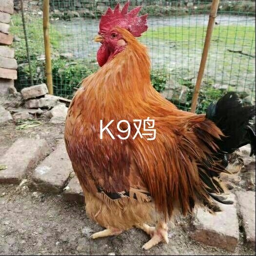 遵义 K9肉鸡苗