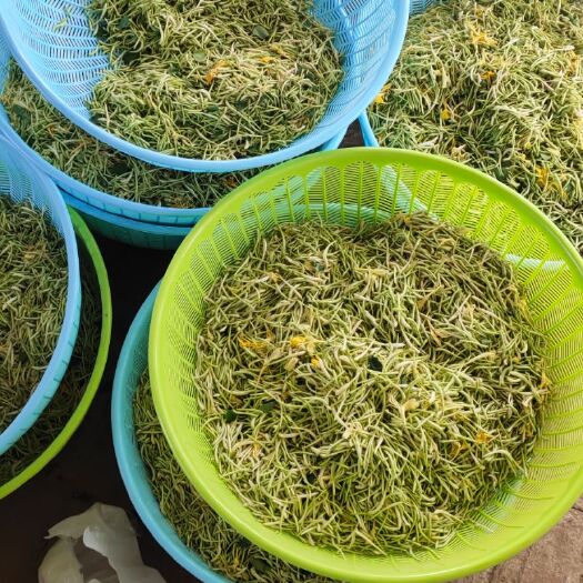 巨鹿县 金银花
