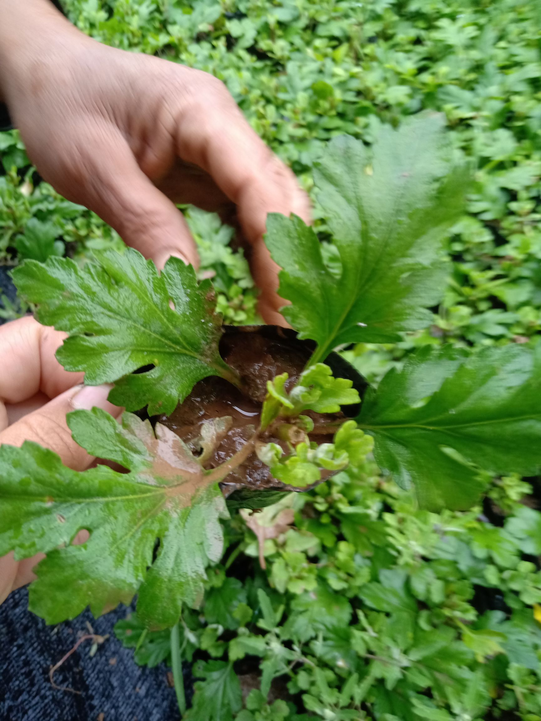  菊花苗，千头菊营养杯苗，国庆菊营养杯苗，大菊花营苗，九月菊