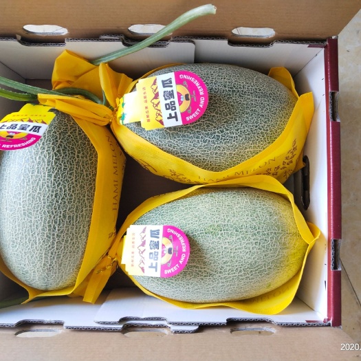 寿光市山东寿光直供大量精品西州蜜25糖度16到18，果肉脆甜水分多