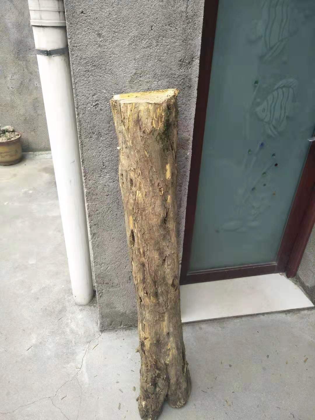  柘木干料，湿料均有