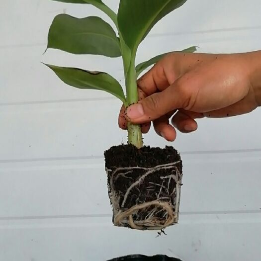 灵山县小米焦苗  香蕉苗粉蕉苗红香蕉苗当年种植当年结果