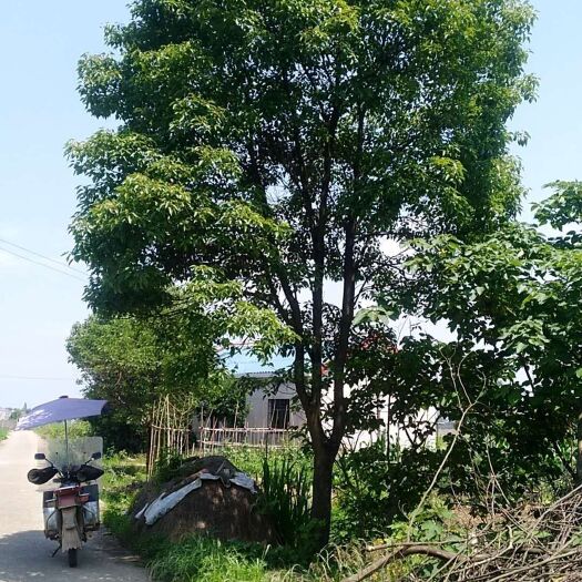 宁乡市全冠香樟 湖南宁乡奇瑶花卉苗木专业合作社，