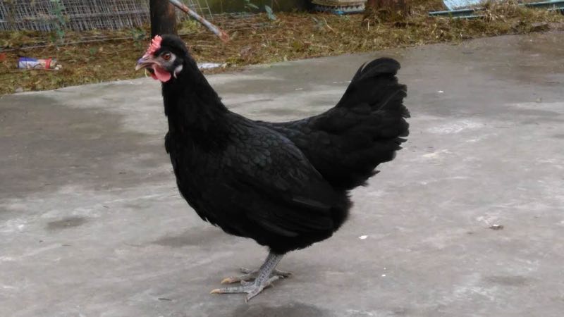 新杨黑鸡苗