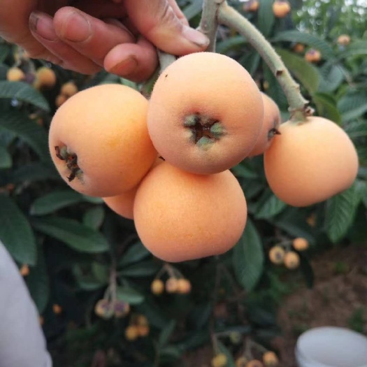 永善县 白沙枇杷，一级枇杷