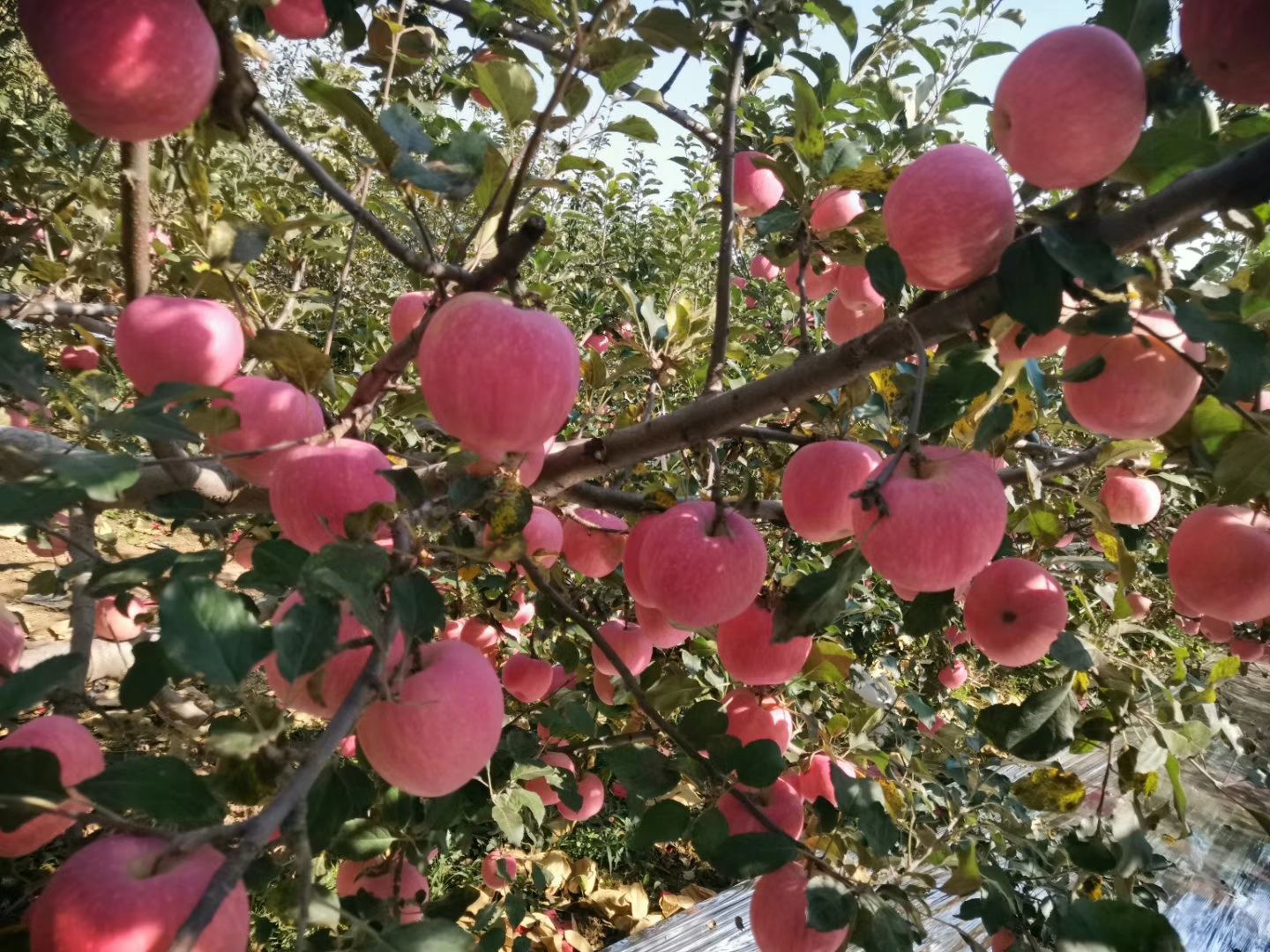  白水苹果回馈社会