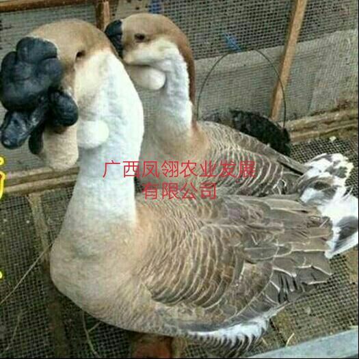 遵义 狮头鹅苗  大种狮头鹅苗