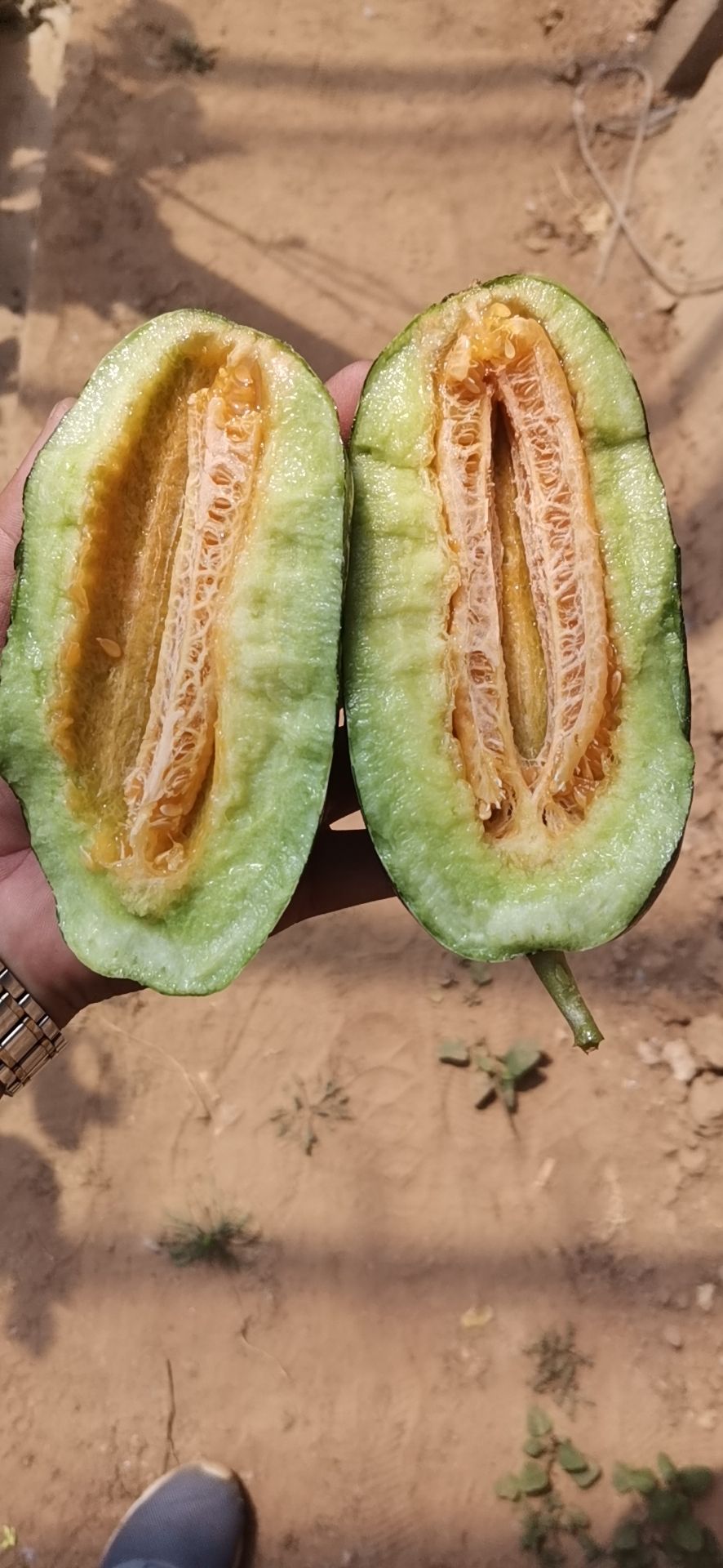 博洋9号甜瓜 精品博洋九