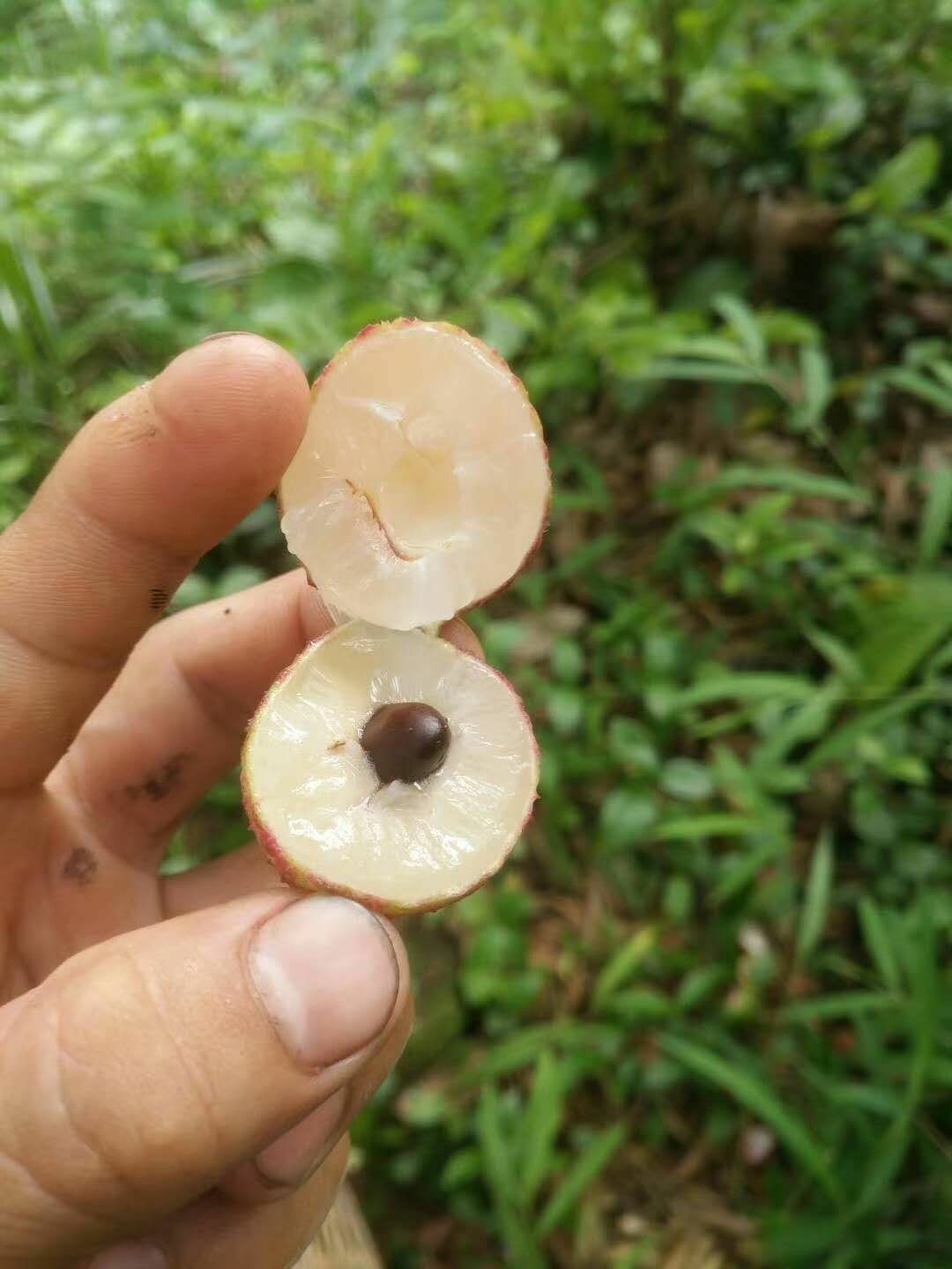 白糖罂荔枝 现摘现发