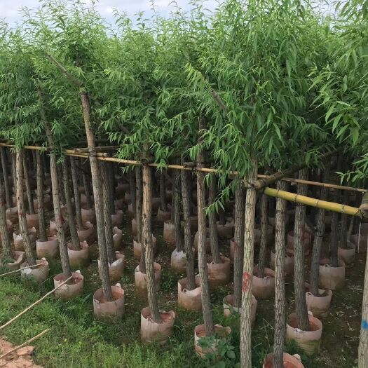 普宁市 柳树 美化工程柳树5至15分出售