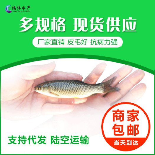 草鱼苗脆鲩鱼苗抗病免疫草鱼水花渔场直发包邮