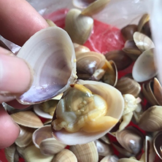 湛江白蚬子 大量供应海瓜子、浪尾螺（可用做虾蟹饲料）