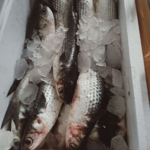 莱州市厚子鱼 海鱼