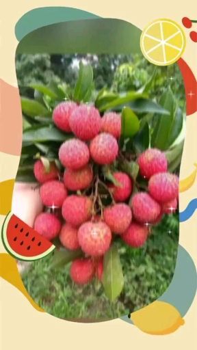 广州 广州市南沙区荔枝，广东省内顺丰包邮，现摘现发，妃子笑，桂味，