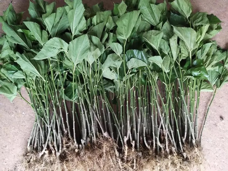 蛋白桑苗  养蚕大叶桑树，农桑14号，强桑1号，，嫁接苗