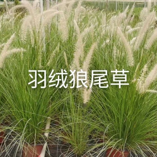 常州 羽绒狼尾草种子批发供应价格优势