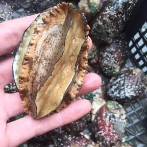 东山县 超实惠鲍鱼，