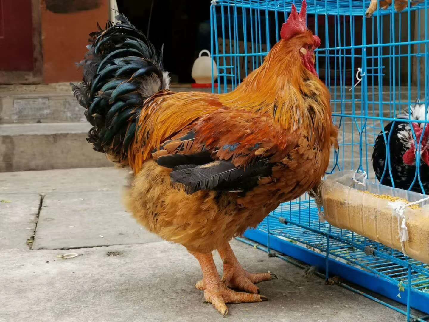 K9鸡苗  云南快大型k9鸡苗抗病能力强长势快孵化场直供