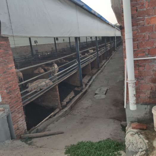 高安市有机肥料 新鲜出炉的羊粪