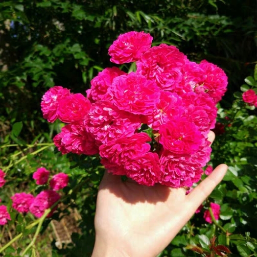 沭阳县木香花苗七里香盆栽爬藤植物浓香四季甜蜜红木香花苗蔷薇攀援花卉