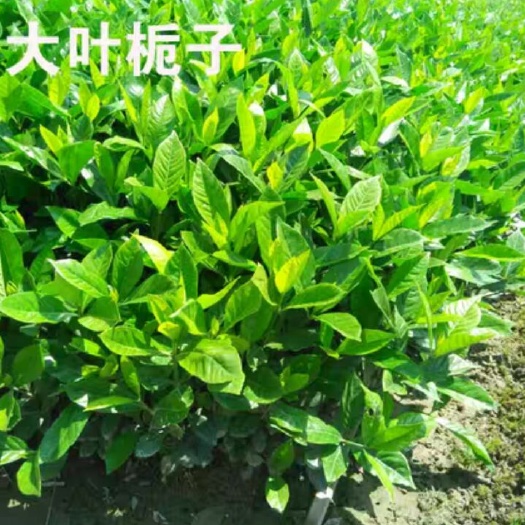  栀子花树苗花香四季栀子花大叶小叶开花绿植花卉
