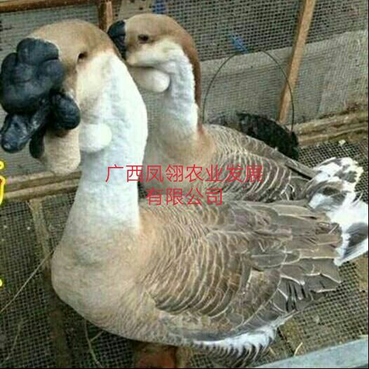  狮头鹅苗  大种狮头鹅苗