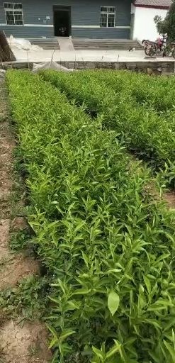 成都沃柑苗