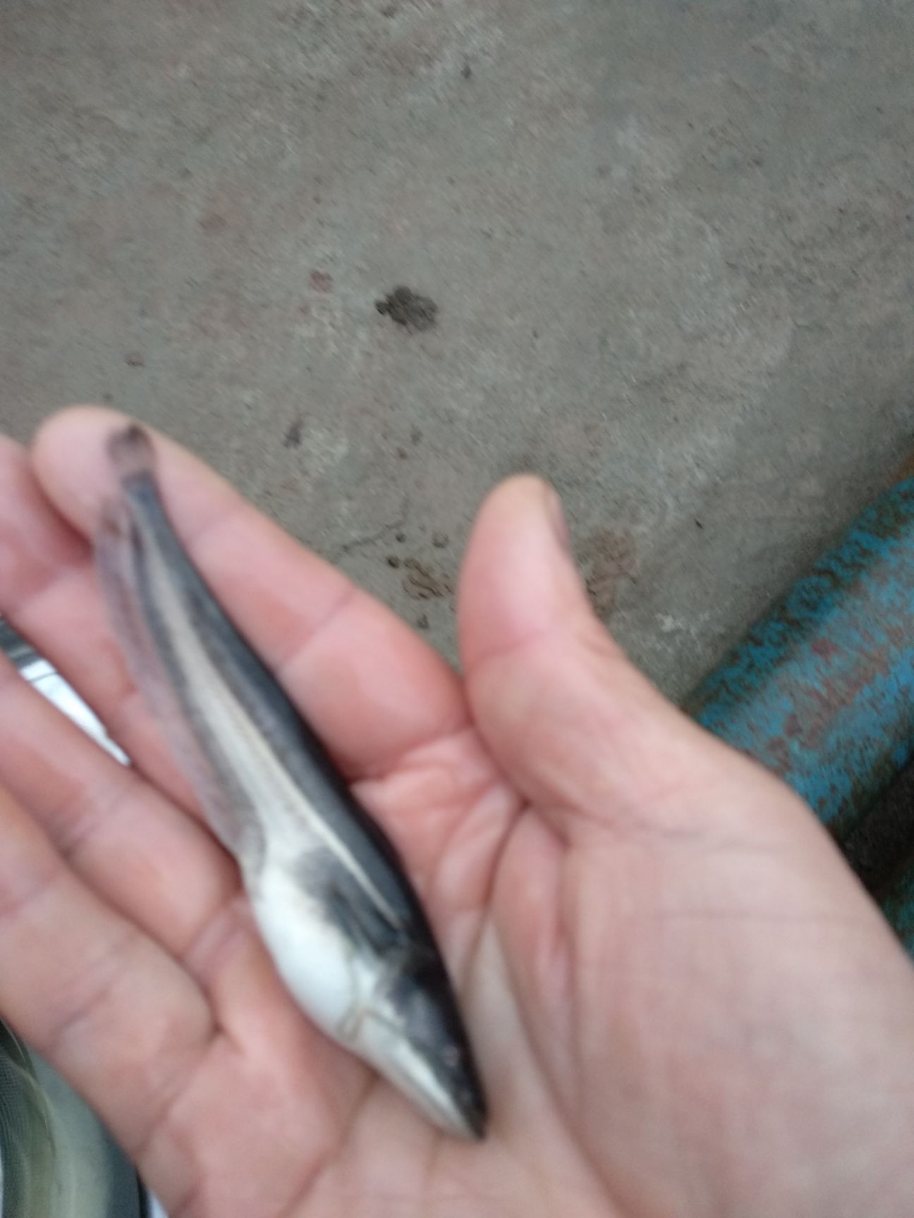 鲈鱼苗，长势快，肉质好，火爆出售中