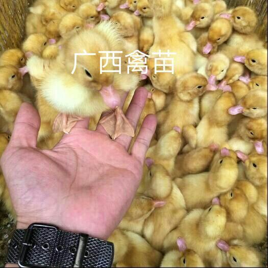 遵义 白鸭苗