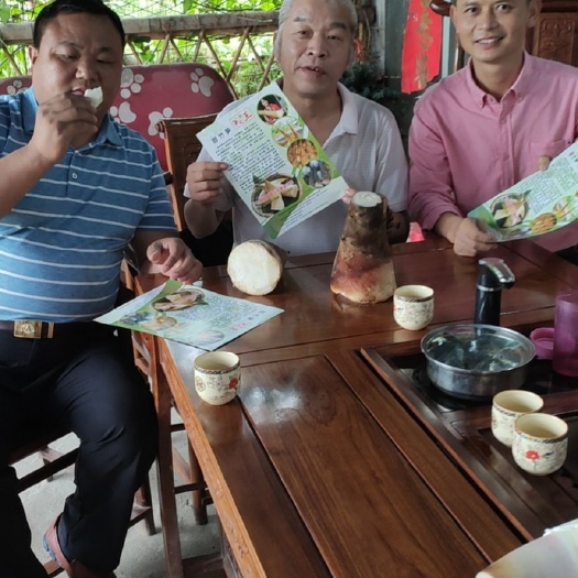 水果笋  台竹一号甜竹苗 水果竹笋苗 质量保证 价格实惠