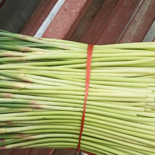 邳州市红帽蒜薹 30cm以下