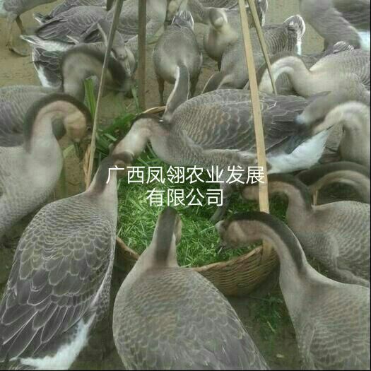 遵义 马钢鹅苗