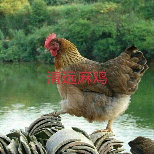 遵义 清远麻鸡苗
