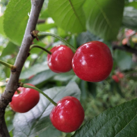 栖霞市 樱桃季来啦! !!
天然露天大樱桃
自家种植绿色无污染
