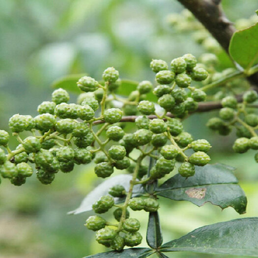 富平县 供应花椒，大红袍花椒，狮子头花椒，九叶青花椒