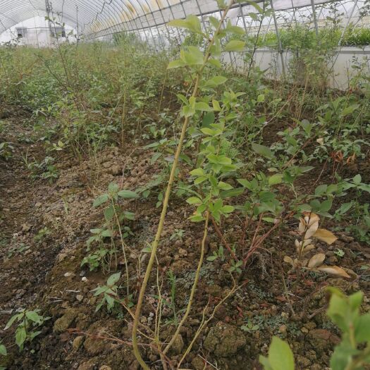 荆州 三年蓝莓苗